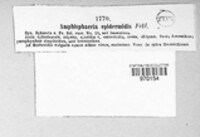 Didymosphaeria epidermidis image